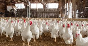 Pan-India SHG expansion programme empowering women through poultry farming livelihoods